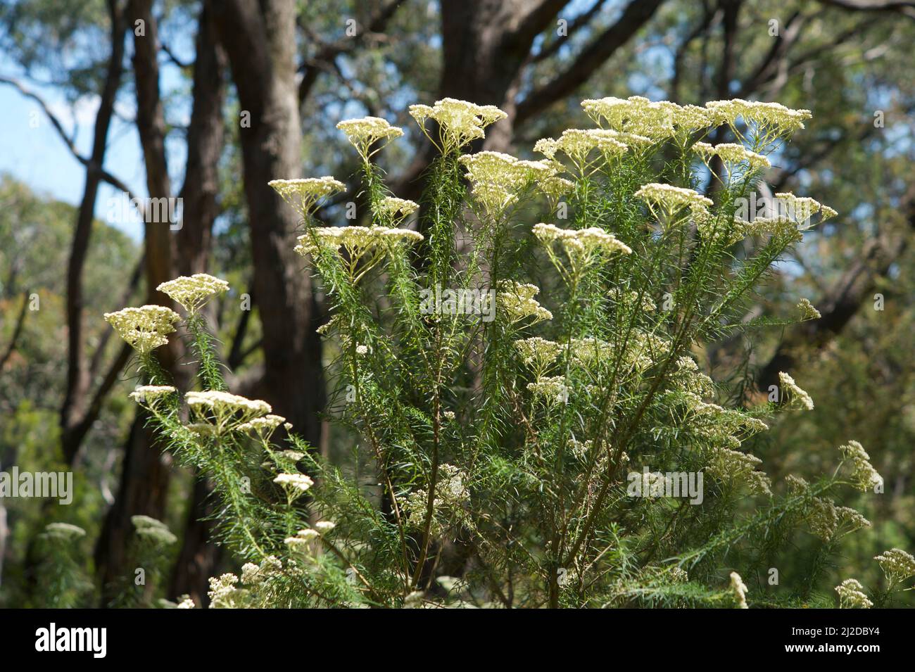 Dogwood is one of the most common plants in Australia. This is Shiny Dogwood (Cassinia Longifolia), which has longer leaves than Common Dogwood. Stock Photo