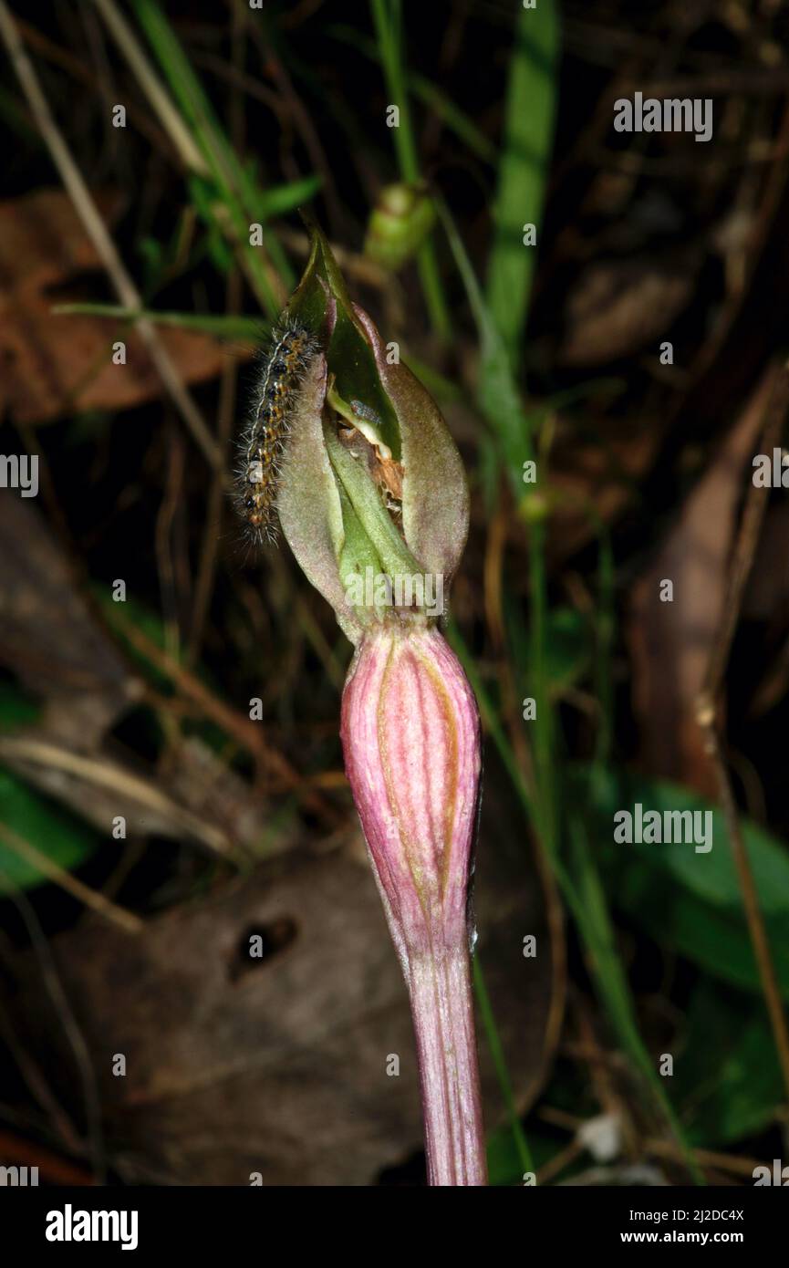 This is a rare Dainty Bird Orchid (Chiloglottis Trapeziformis). It was growing amongst a colony of Common Bird Orchids. The caterpillar is a bonus! Stock Photo