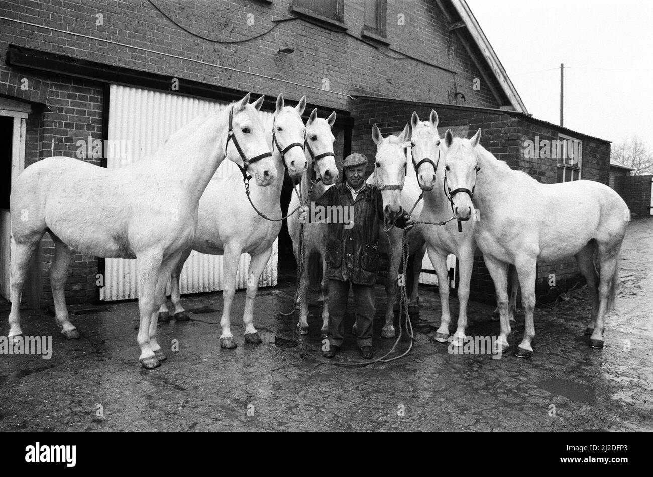 Stud of Lippizaner horses, which are going to be up for auction. The Stud manager Ron Creasey is busy exercising six of the 37 horses that are to be auctioned. They are named Neapolitano, Conversano, Pluto, Maestoso, Favory and Siglavy Capriola. Near Tunbridge Wells, Kent. 26th March 1985. Stock Photo