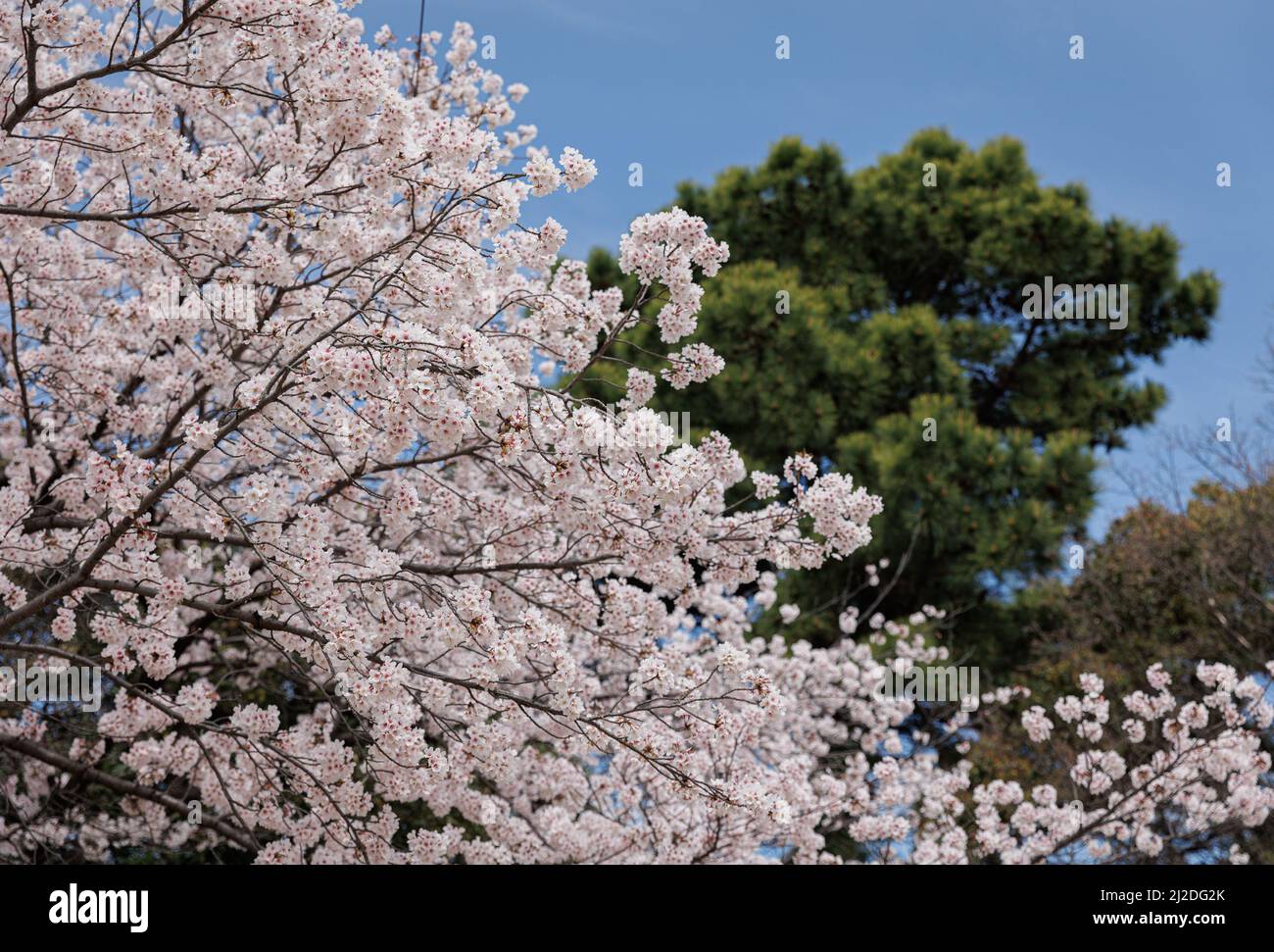 Cherry blossoms tree seen in Nagoya. The Cherry blossom also known as