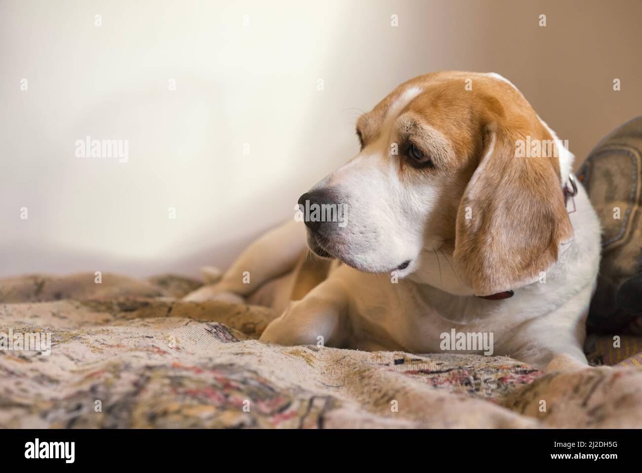 Beagle dog laying on the sofa Stock Photo