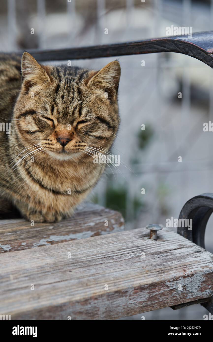 A stray cat sits on a bench in the winter. Vertical photo Stock Photo ...