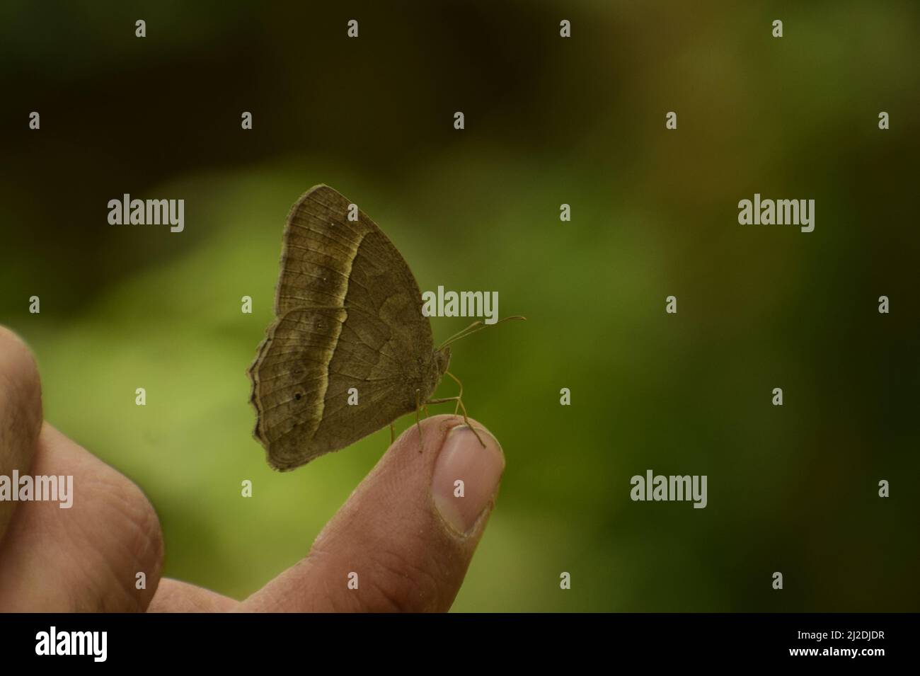 Amazing picture of dark branded bushbrown ( mycalesis mineus) butterfly sitting on  finger. Stock Photo