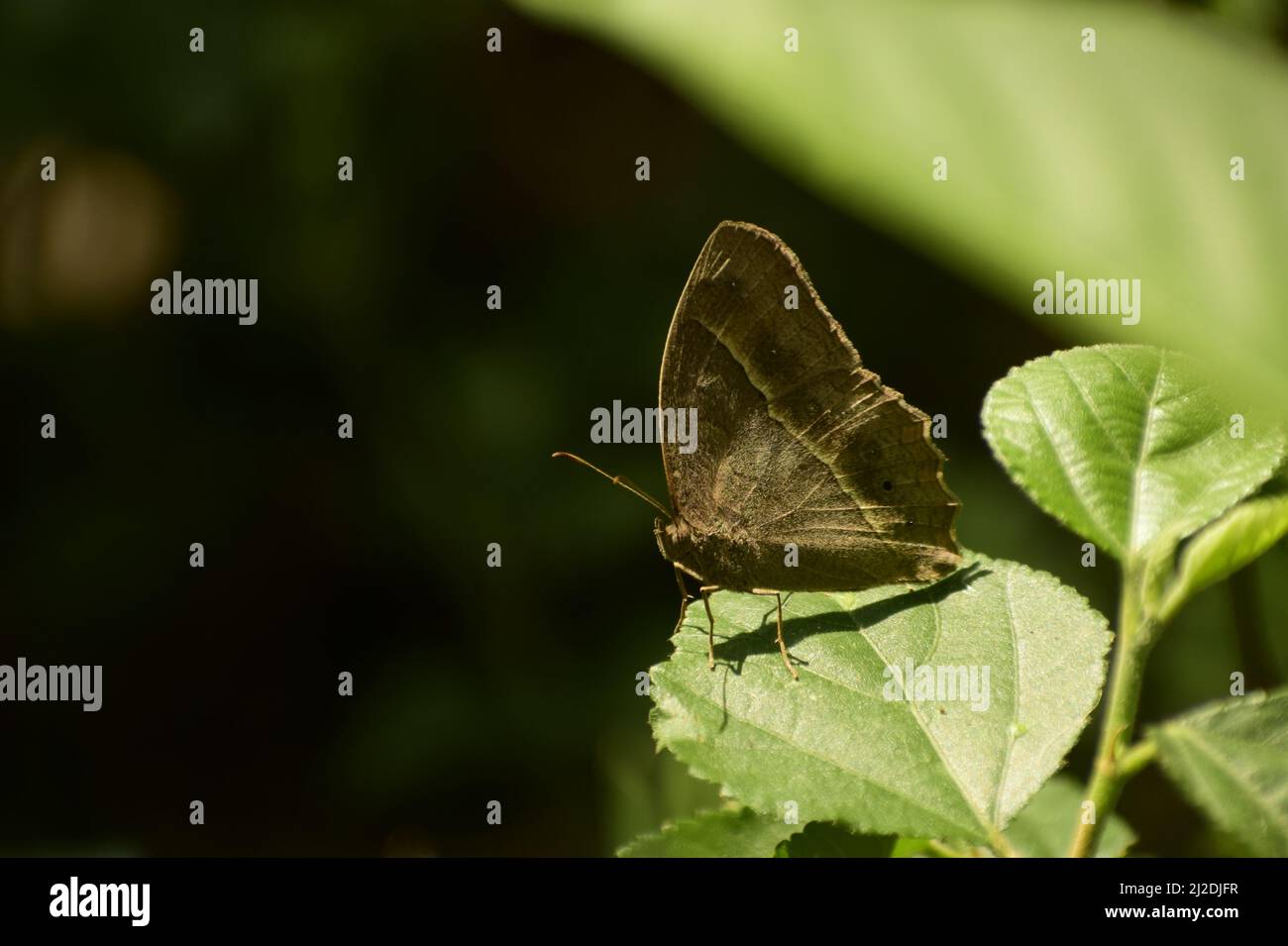 cool picture of dark branded bushbrown ( mycalesis mineus) butterfly sitting on leaf. Stock Photo