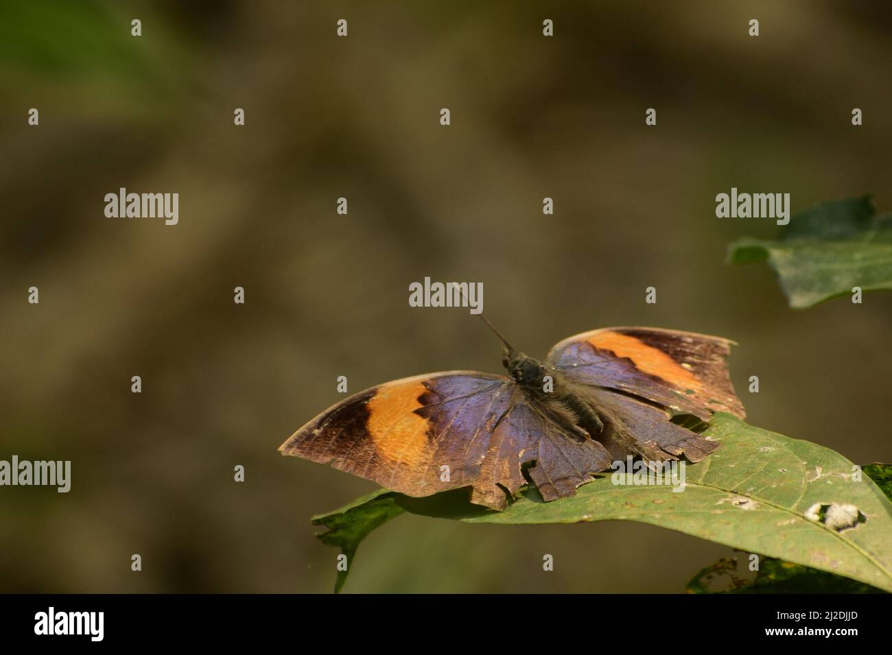 magnificent butterfly of india .Orange oakleaf (kallima inchus) butterfly. Stock Photo