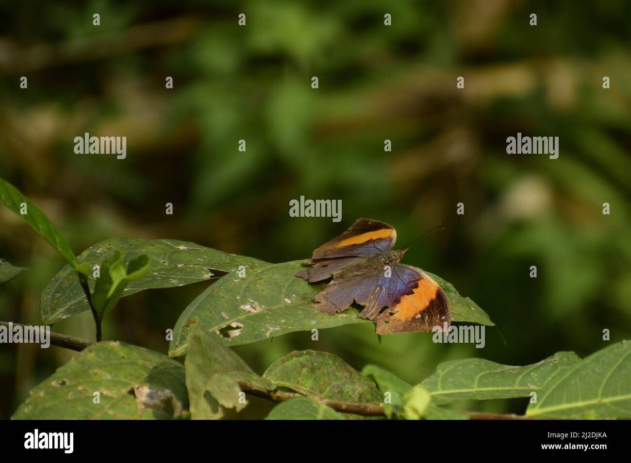 amazing picture of orange oakleaf ( kallima inachus ) butterfly sitting on green leaf . Stock Photo