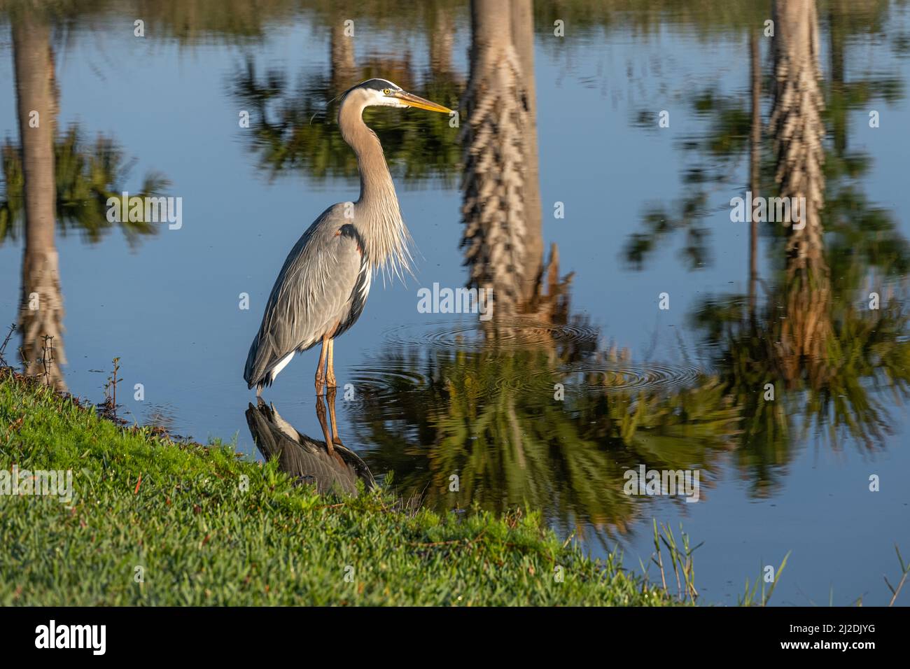 Great blue heron (Ardea herodias) wading in a pond in Ponte Vedra Beach, Florida. (USA) Stock Photo