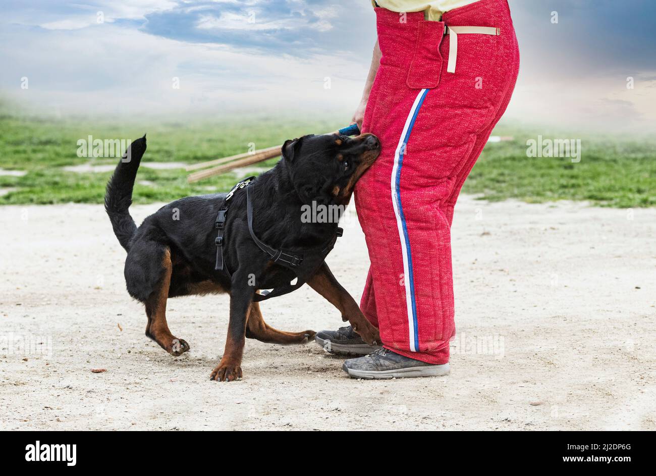 Sport Rottweiler young rottweiler training for protection sport and police Stock Photo ...