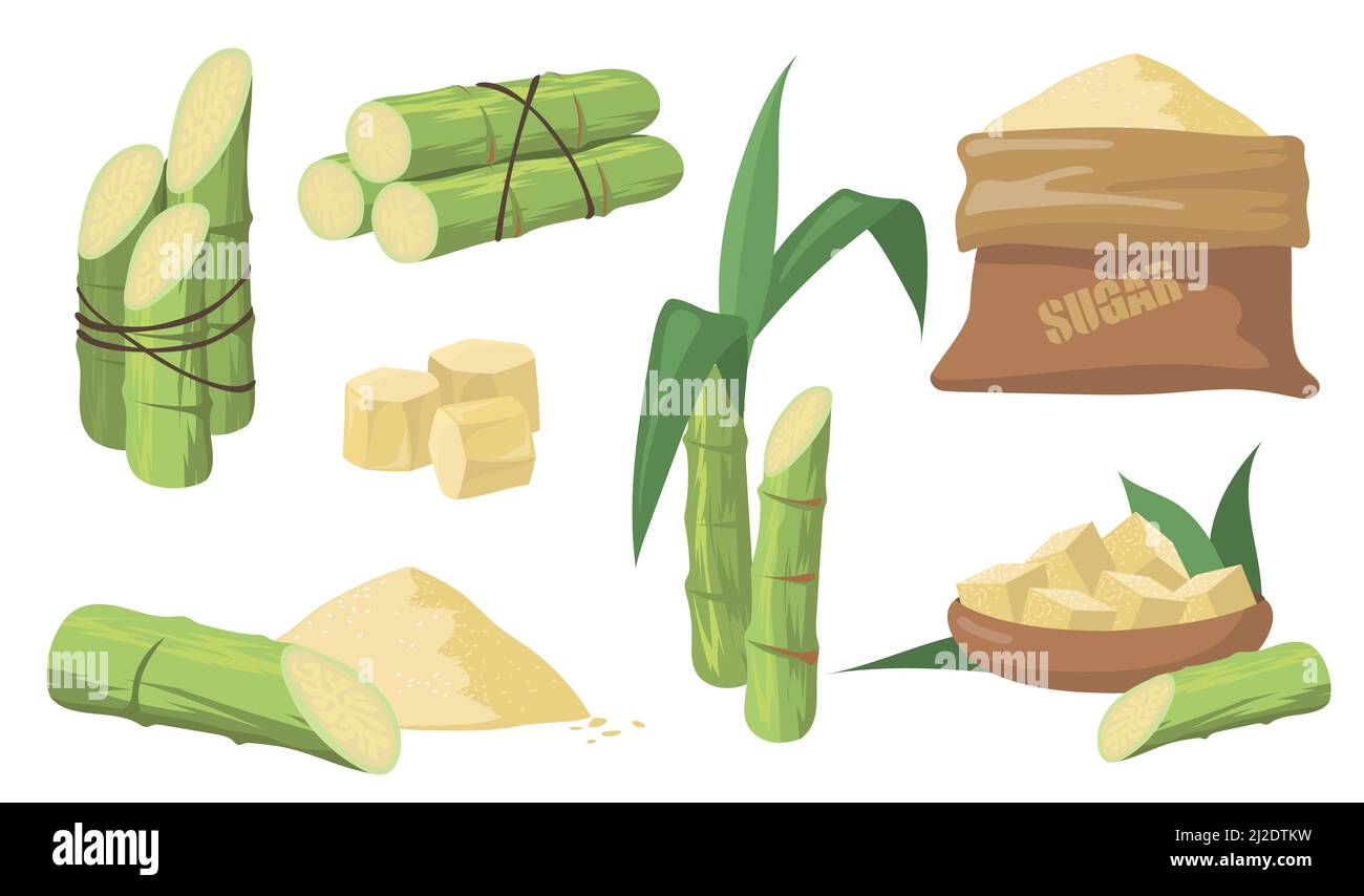 Sugarcane and sugar set. Pack of green stems, plants with leaves, sack with brown sugar isolated on white background. Illustrations collection for agr Stock Vector