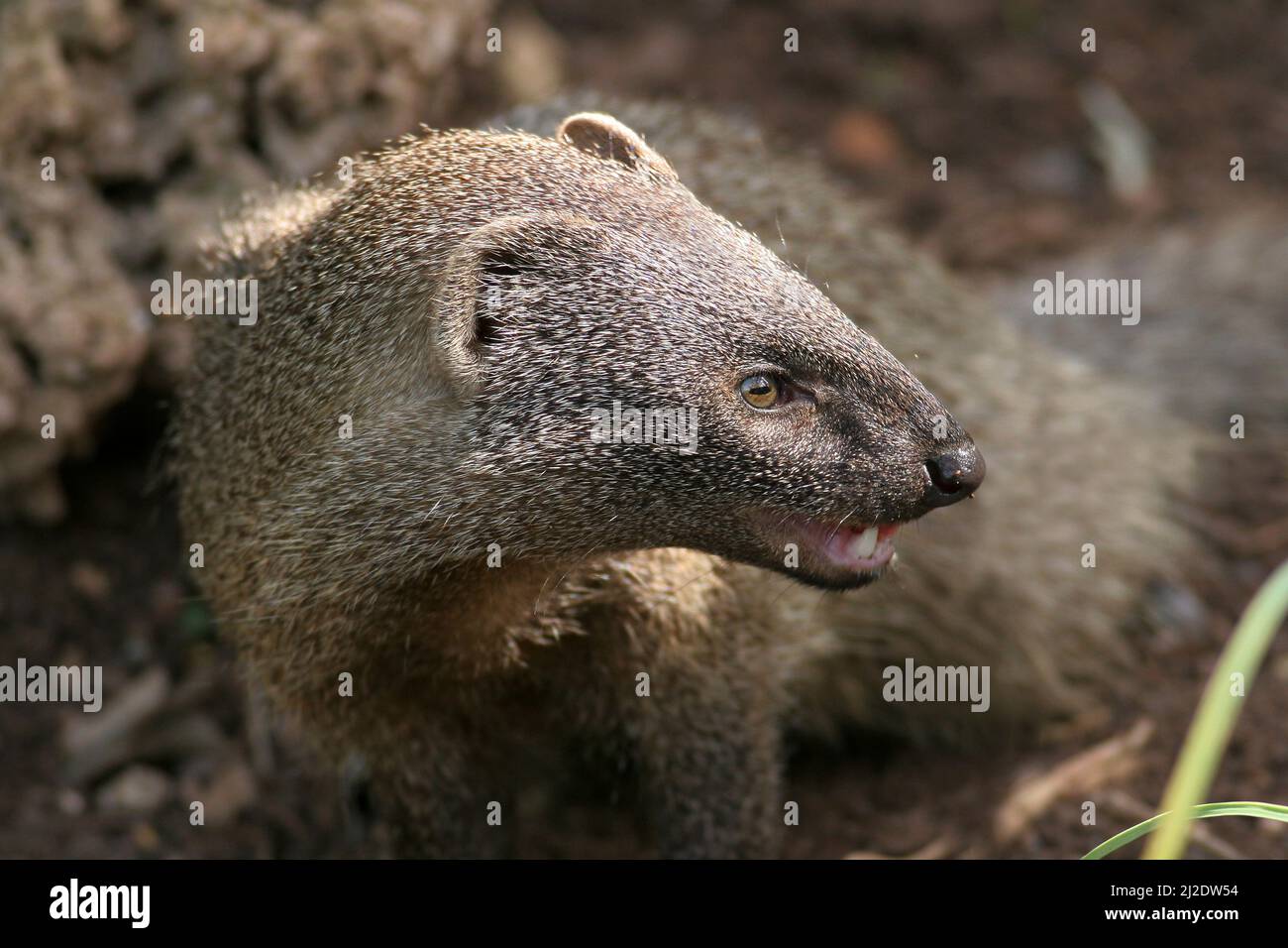 Egyptian Mongoose (Herpestes ichneumon), Photographed in Israel in March Stock Photo