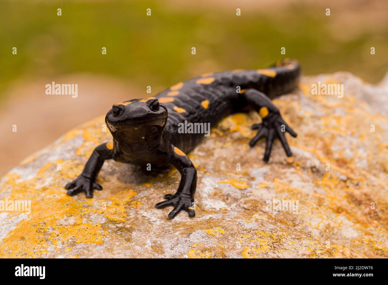 Fire Salamander (Salamandra salamandra) Photographed in Israel in January Stock Photo