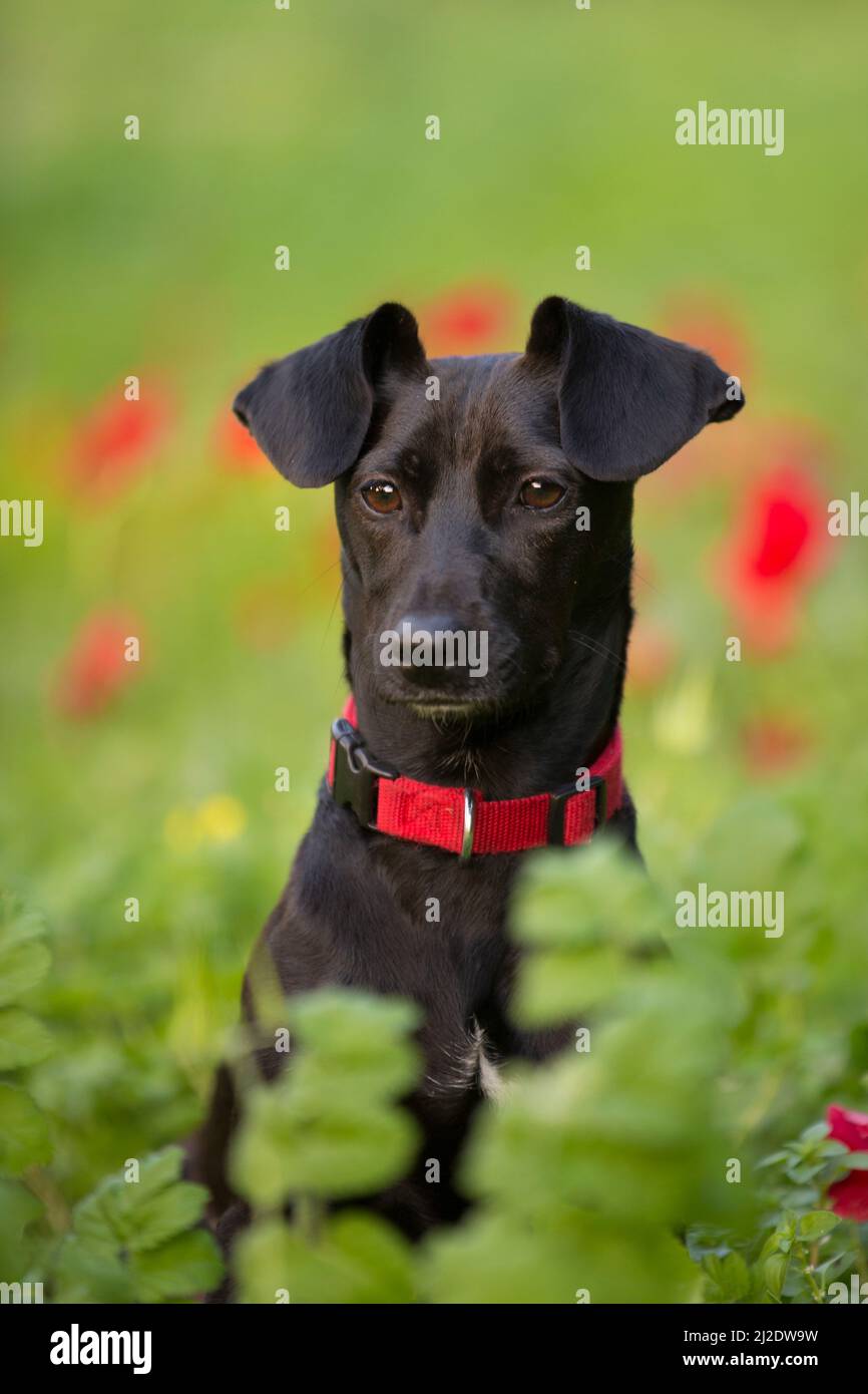 Portrait of a black dog in green lush foliage out of focus red flowers in the background Stock Photo