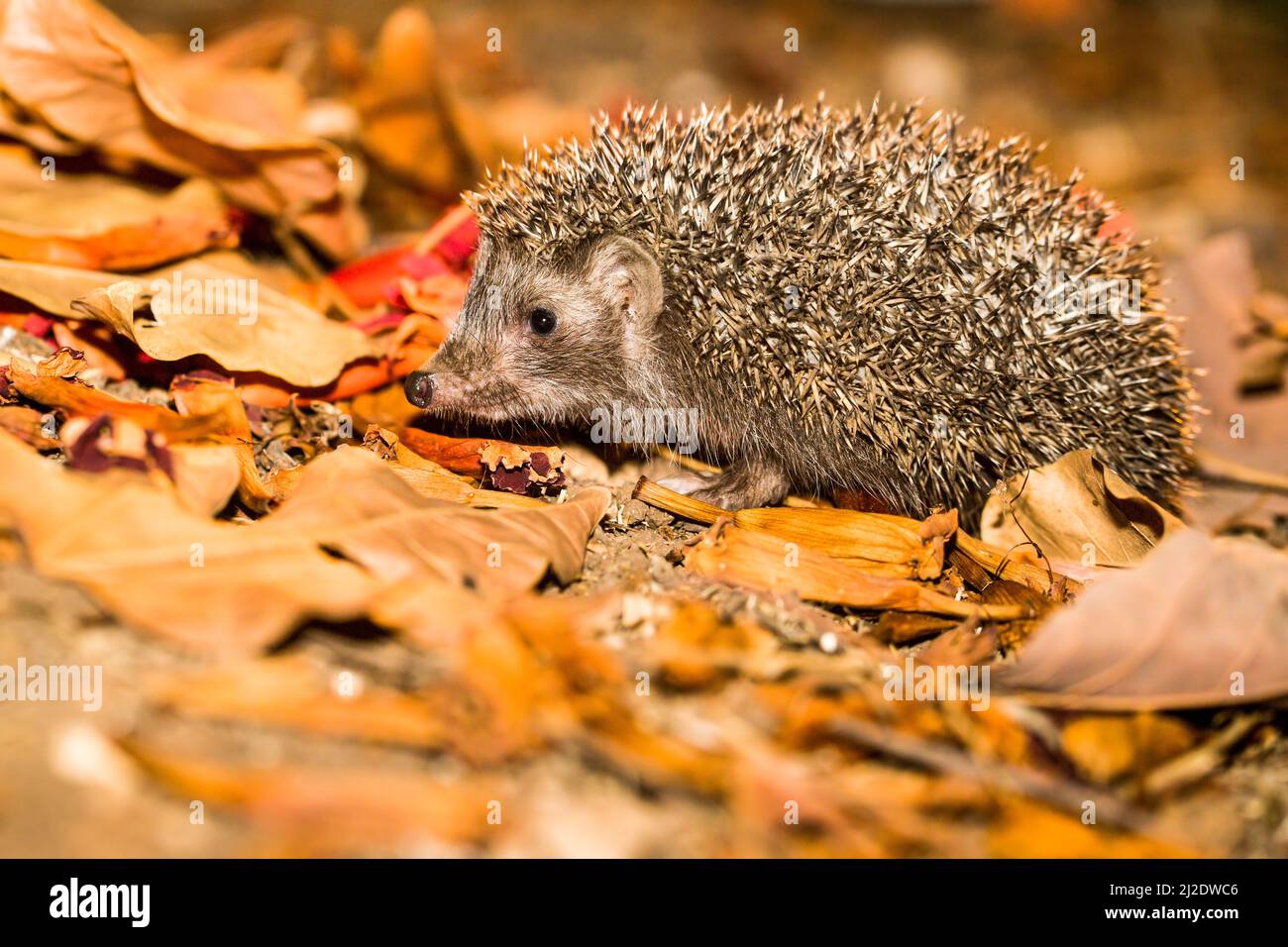 Eastern European hedgehog, Erinaceus concolor, Israel. The hedgehog is an omnivore and has been known to eat a wide range of invertebrates , but prefe Stock Photo