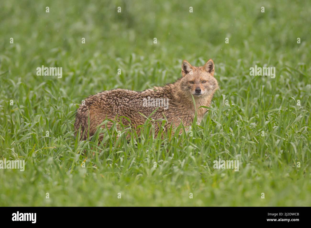 Golden Jackal (Canis aureus), also called the Asiatic, Oriental or Common Jackal, photographed in lush green foliage in Israel in winter Stock Photo