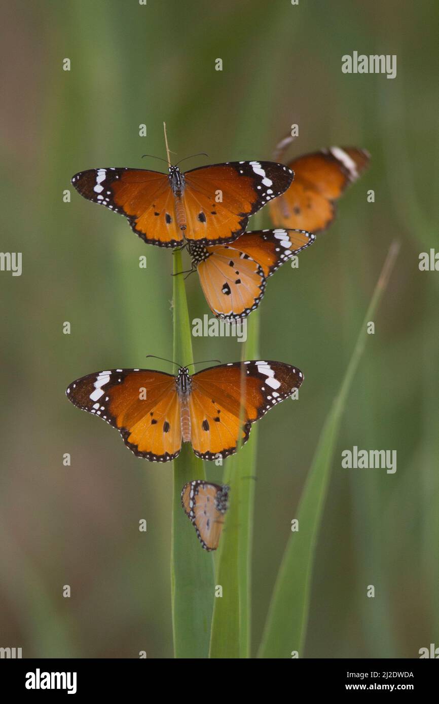 Plain Tiger (Danaus chrysippus) AKA African Monarch Butterfly It is found from the Mediterranean to tropical Africa and Asia, and down to Australia. I Stock Photo