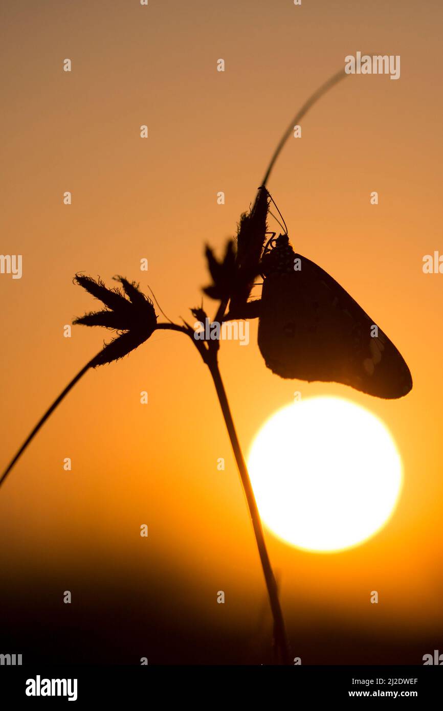 Butterflies at rest for the night silhouetted at sun set Stock Photo