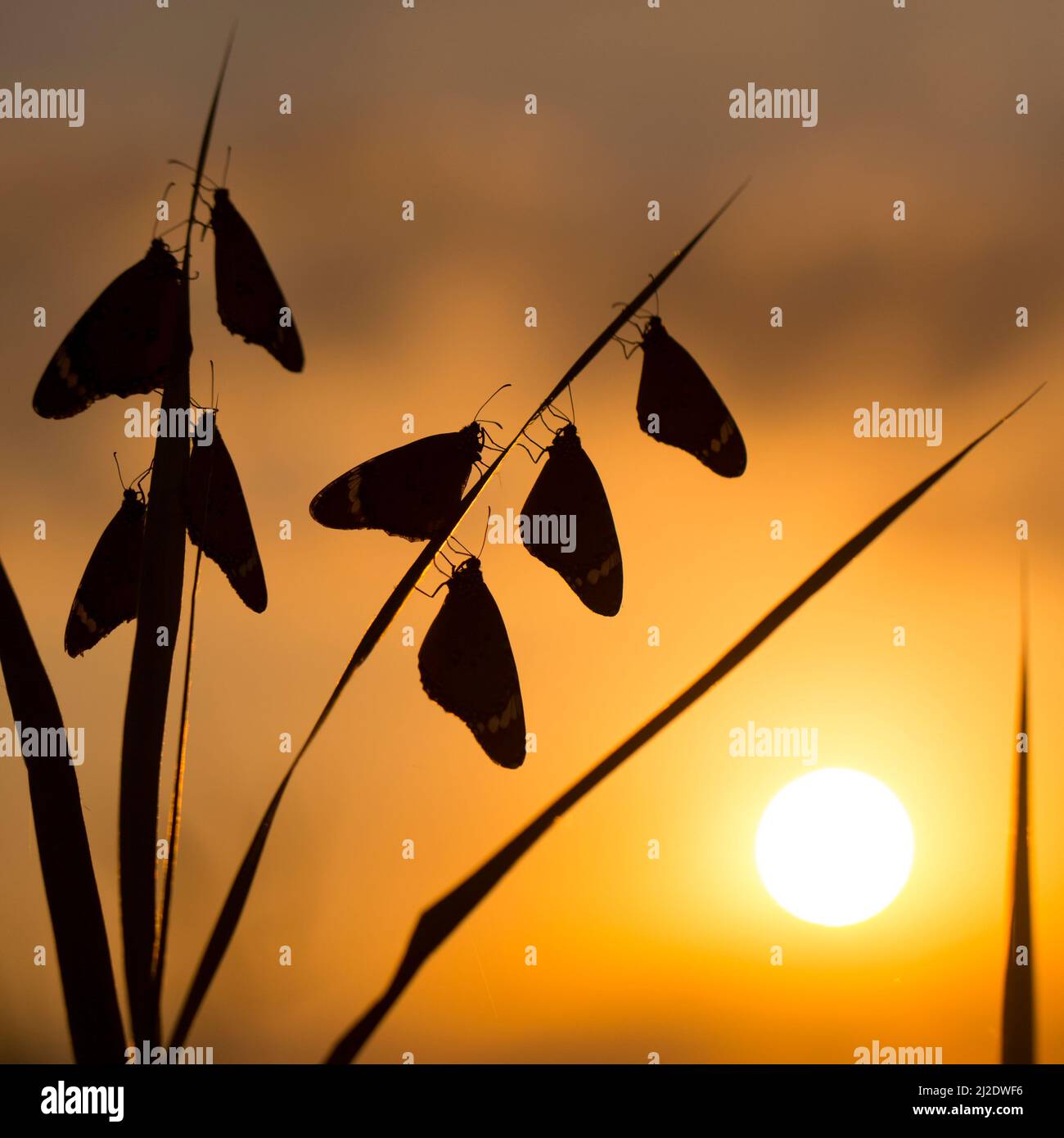 Butterflies at rest for the night silhouetted at sun set Stock Photo