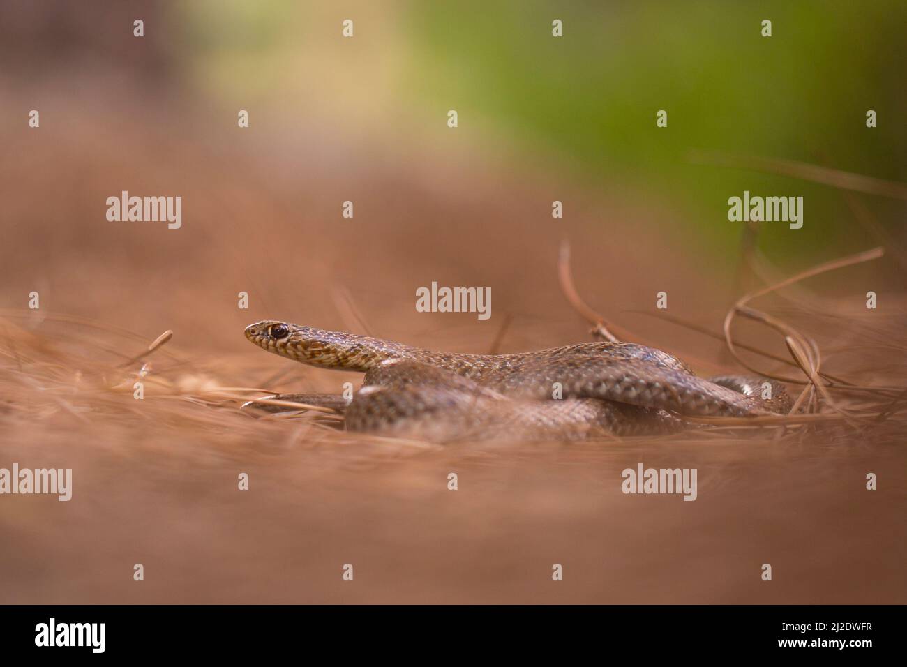 Juvenile black whipsnake (Dolichophis jugularis) Stock Photo