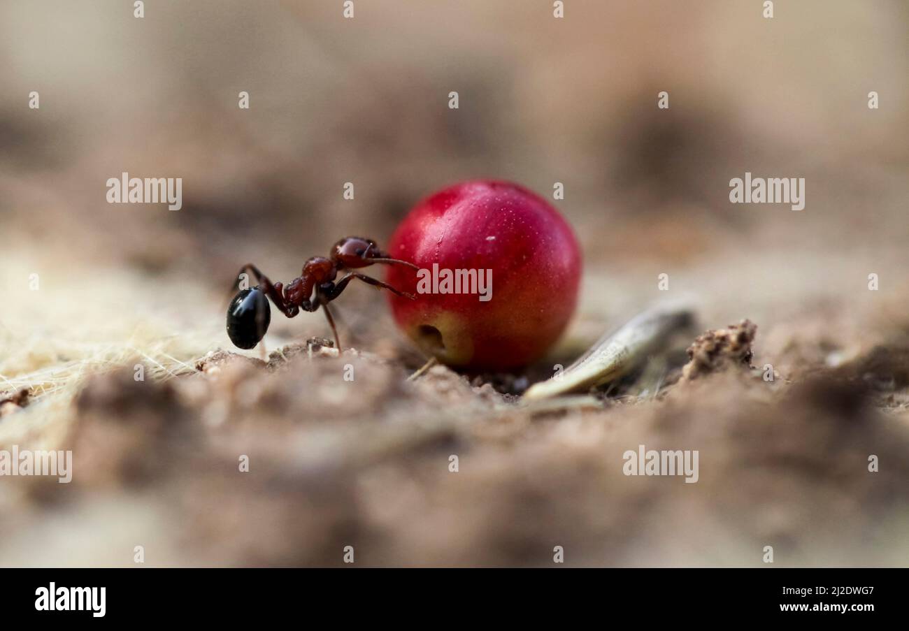 Harvester ant (Messor hebraeus). Macrophotograph of a harvester ant carrying a seed. Harvester ants specialise in gathering different types of seeds. Stock Photo