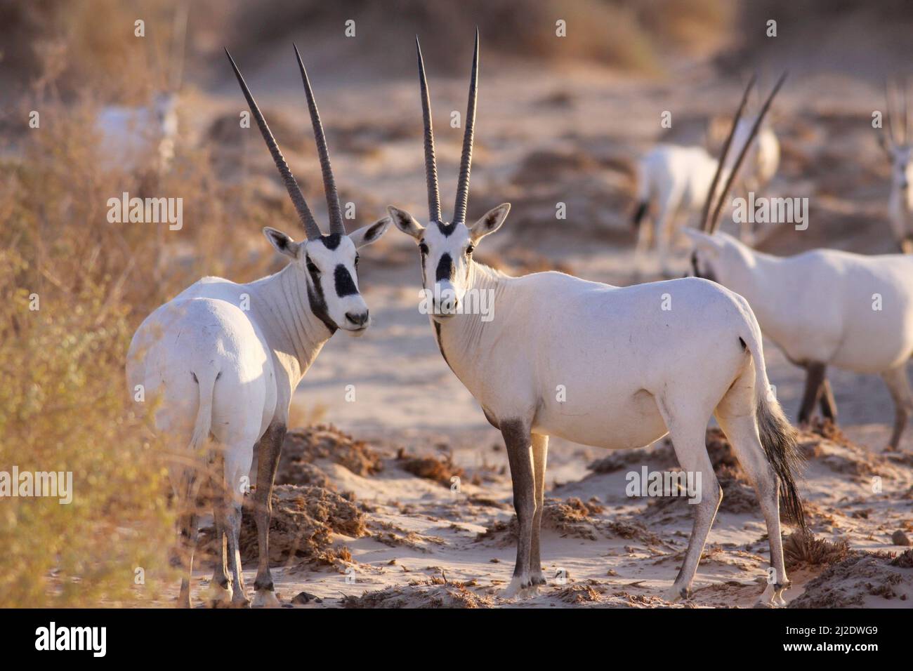 A Herd of Arabian White Oryx (Oryx leucoryx). The Arabian white oryx is a large white antelope, Almost totally extinct in the wild several groups have Stock Photo