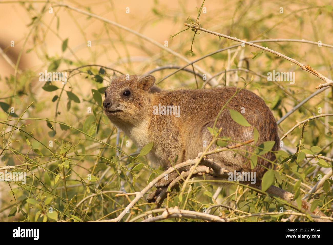 Rock Hyrax, (Procavia capensis) Photographed in Israel Stock Photo