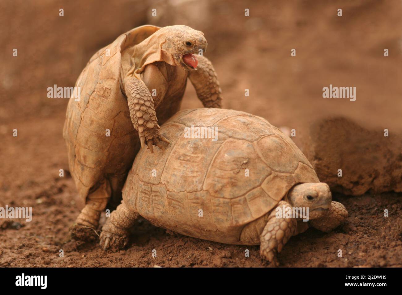 Spur-thighed Tortoise or Greek Tortoise (Testudo graeca) Mating. Israel October Stock Photo