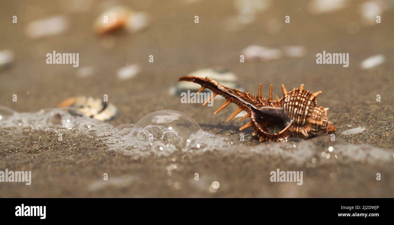 purple dye murex (Bolinus brandaris) (Gastropod) on a beach in Israel, a sea snail. Murex was at one time greatly valued as the source for purple dye. Stock Photo