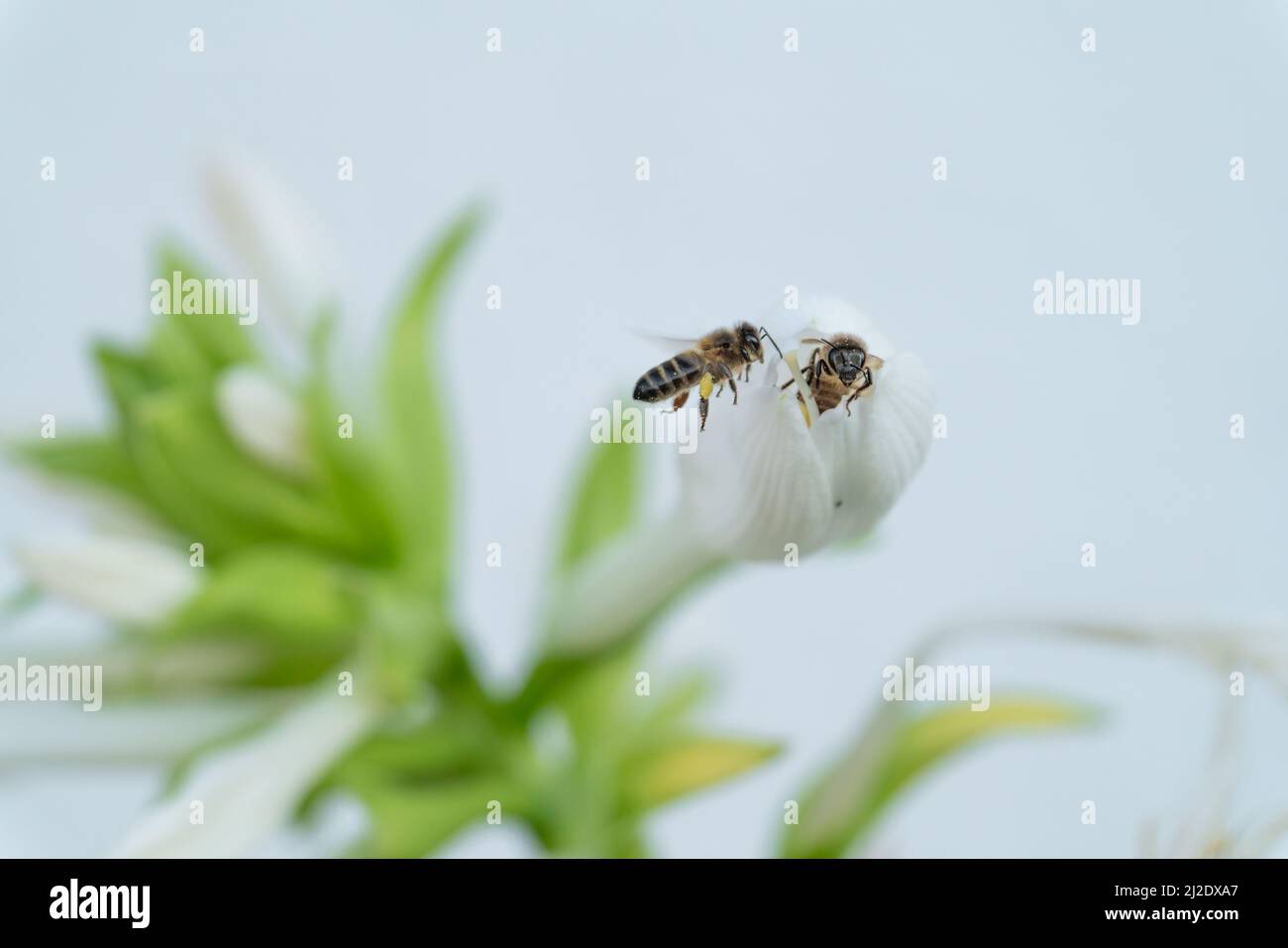 Bees on the flower with white background for text Stock Photo