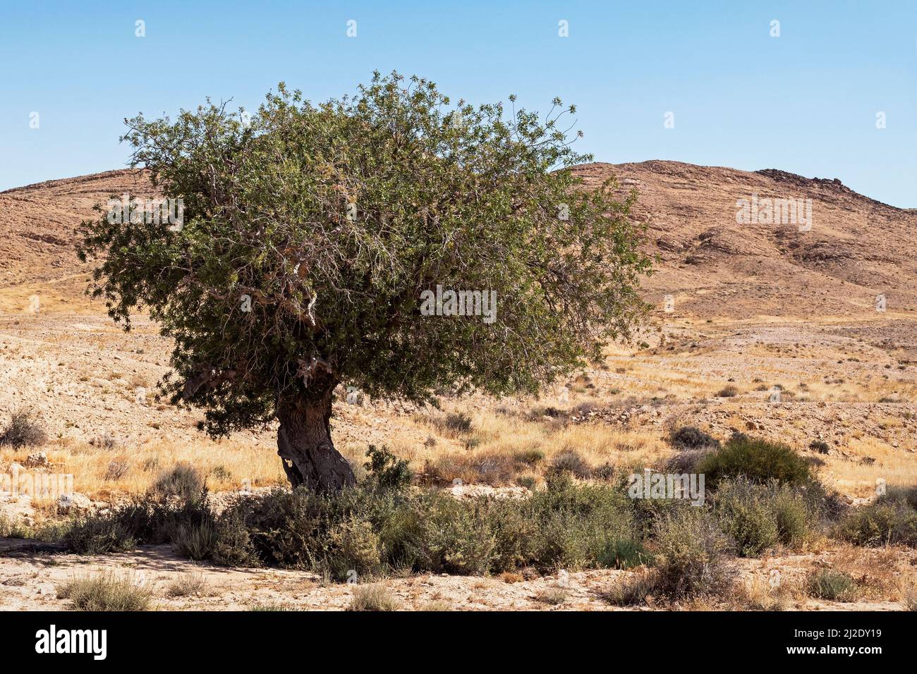 Atlantic pistachio Pistacia atlantica tree in a dry stream bed in the Negev Highlands mountains near the Makhtesh Ramon crater in Israel with a clear Stock Photo