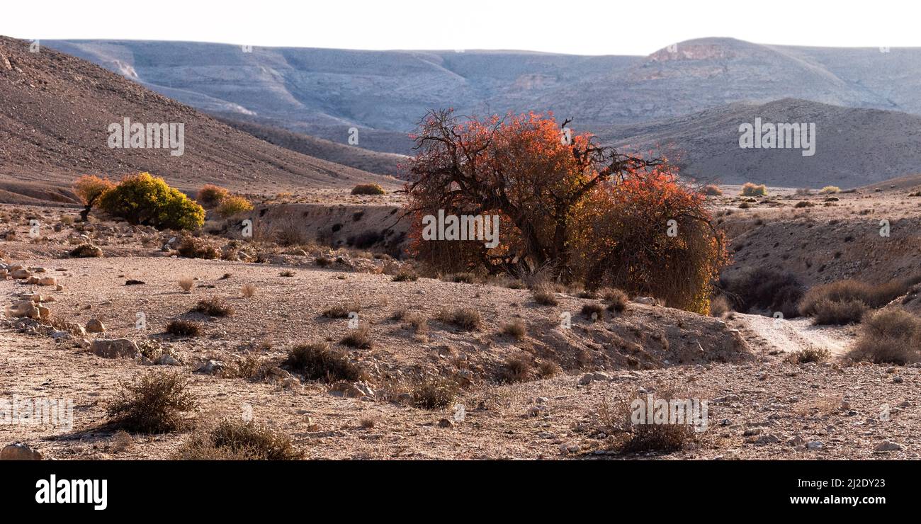 Atlantic pistacio Pistacia atlantica tree sports fall colors in the Lotz dry stream bed surrounded by barren Negev desert hills and mountains Stock Photo