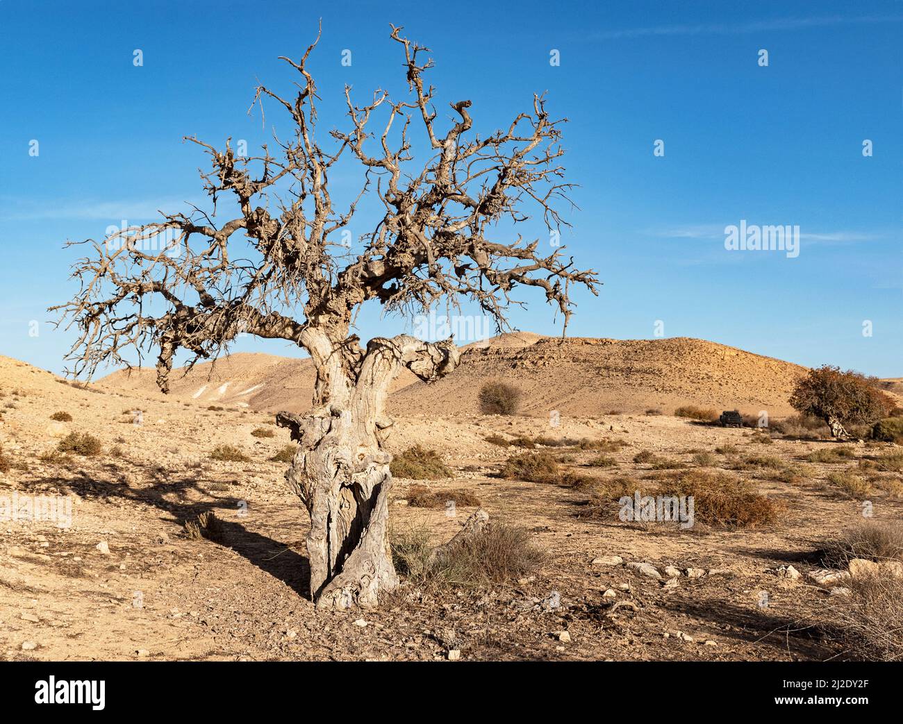large dead Atlanic pistachio Pistacia atlantica tree in Nahal Wadi Lotz in the Negev in Israel with live trees in the stream bed in the background alo Stock Photo