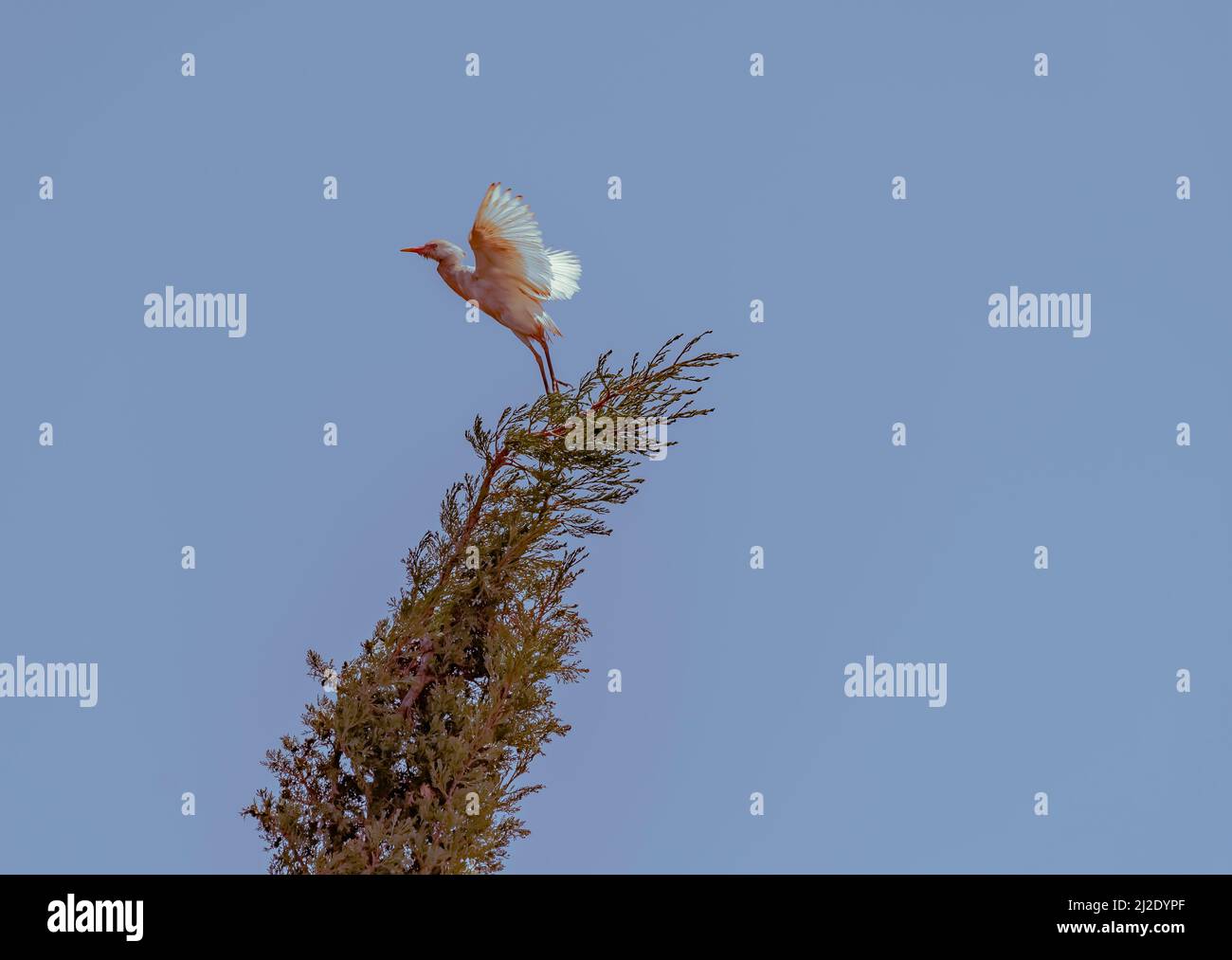 A white seagull taking off from the top of a tree. Family Laridae in the suborder Lari. Family Sternidae. Stock Photo