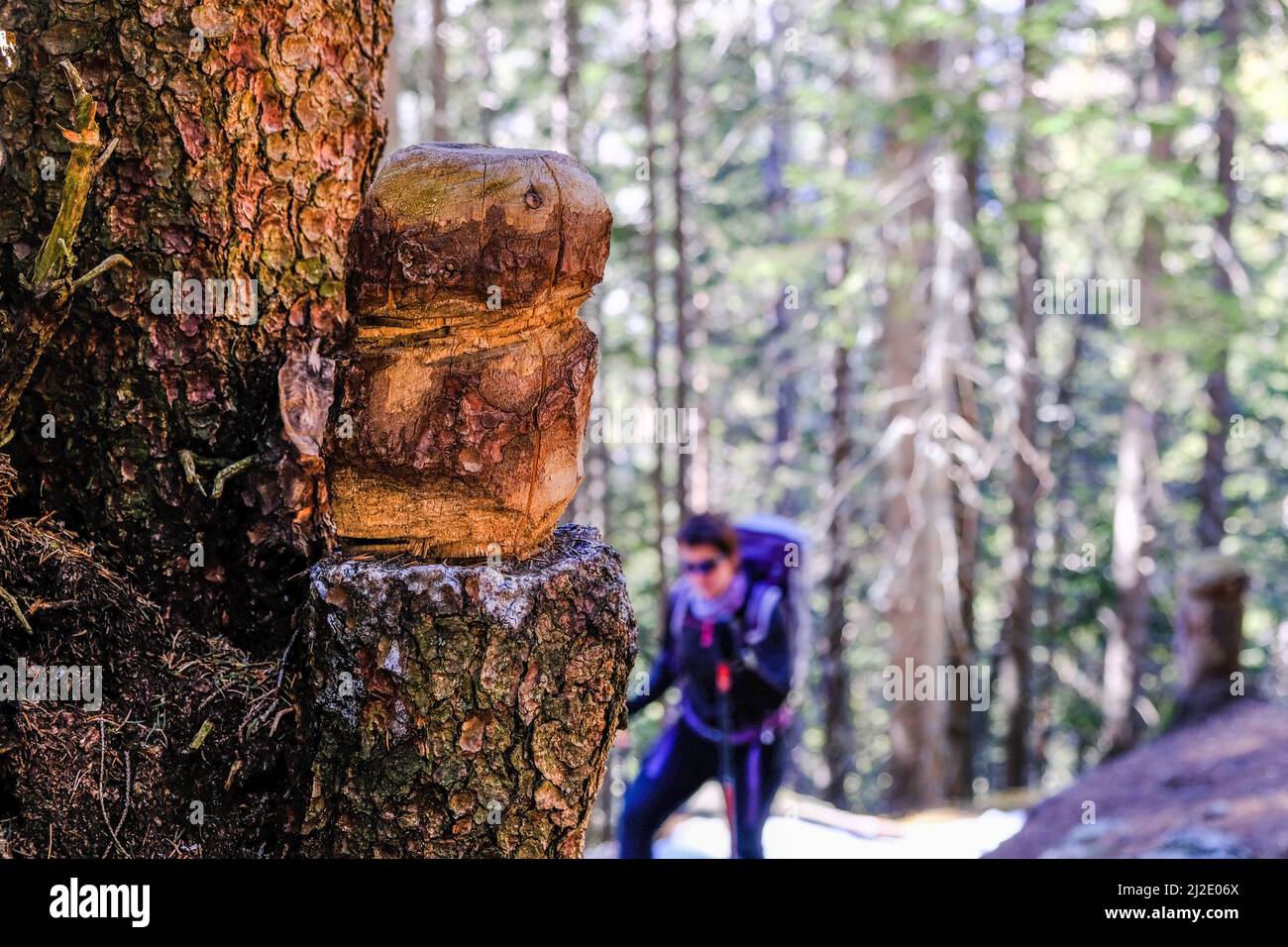 Hiking in Valtellina, Italy. Carved tree Stock Photo