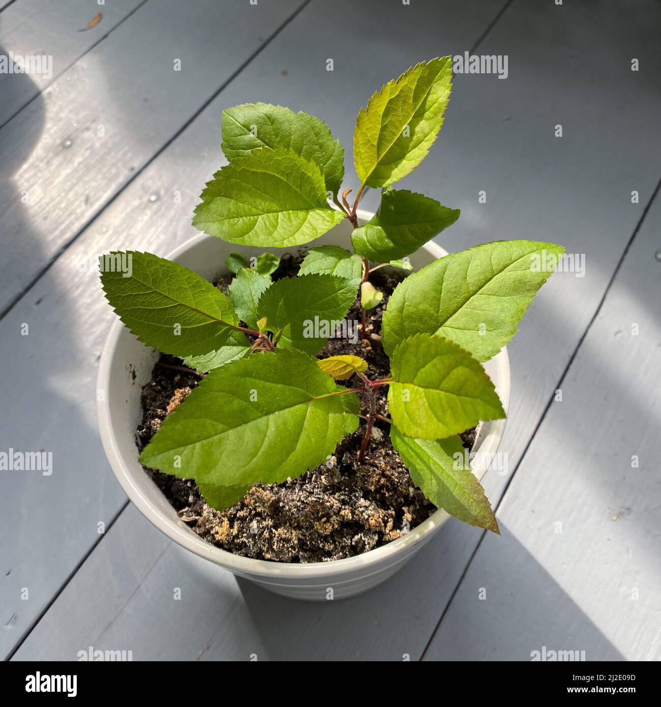 Young sprout of apple tree with green leaves in a white flower pot. Growing plants for seedlings. Plants from seeds at home. Agriculture. Stock Photo