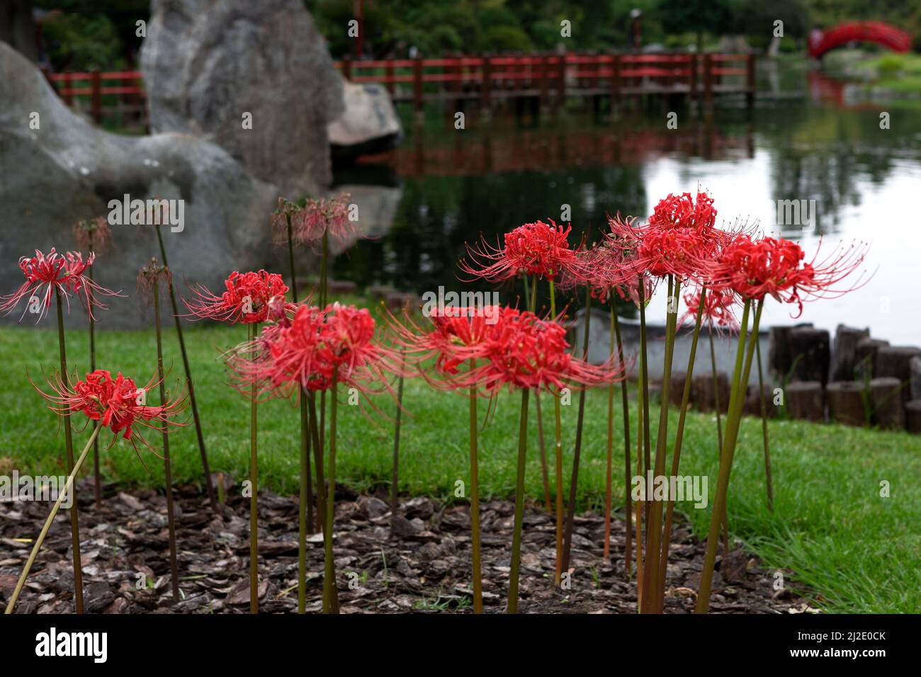 beautiful garden with Lycoris radiata (popularly known as hell flower) native to Asia, Stock Photo