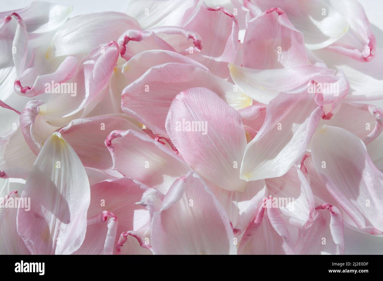 Pink fallen tulip petals. A tulip petal. A symbol of fragility and tenderness. Romantic gentle background. Stock Photo