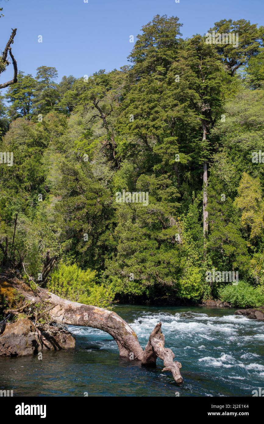 Chile,14-01-2020, image of the private nature reserve Huilo-Huilo along the Hoffmann trail. Stock Photo
