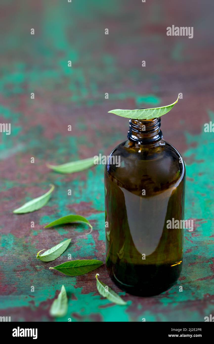 Lemon verbena essential oil and leaves on the wooden on old wash green board. glass, fresh Stock Photo