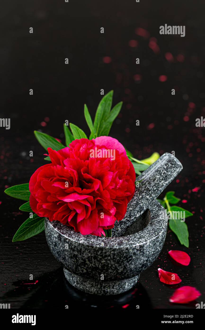 Medicinal peony -red peony paeoni, latin name paeoniaceae isolated on a black background Stock Photo