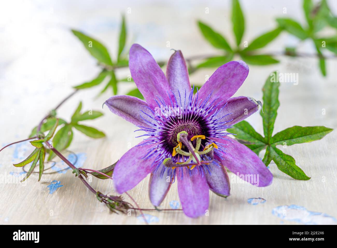 Passionflower medicinal flower Stock Photo