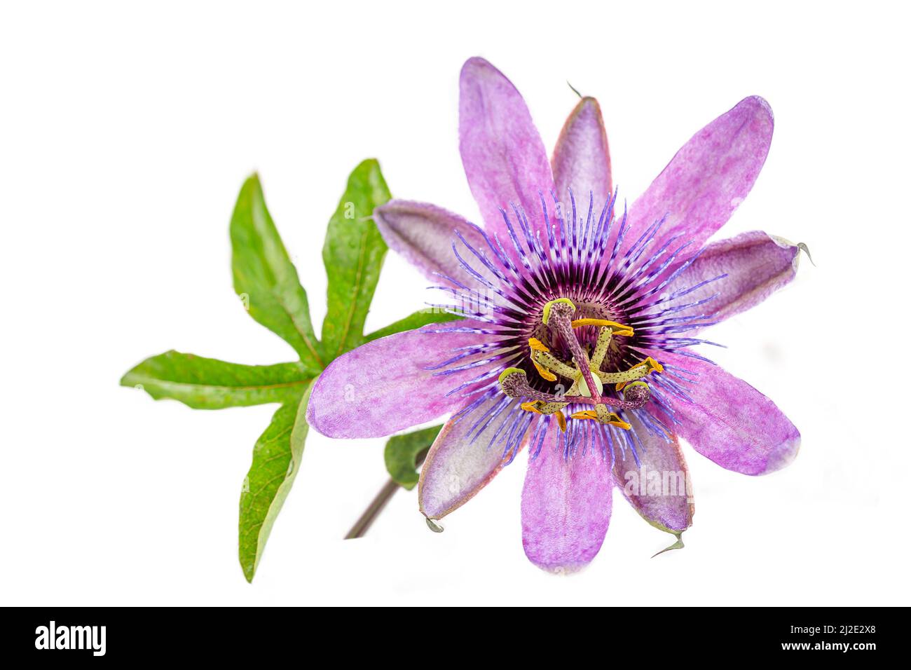 Passionflower - medicinal flower Stock Photo
