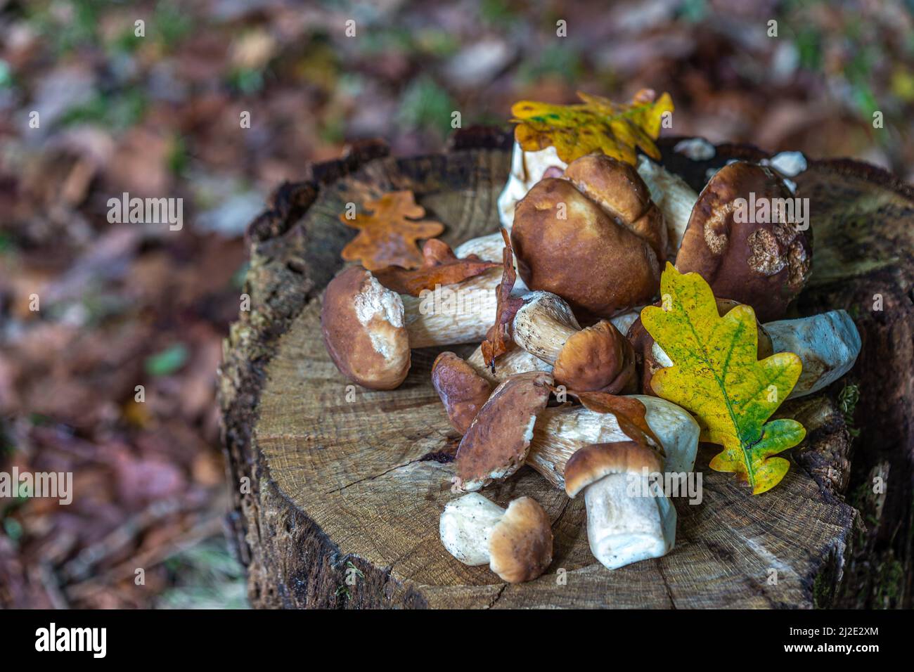Cep-mushroom Stock Photo