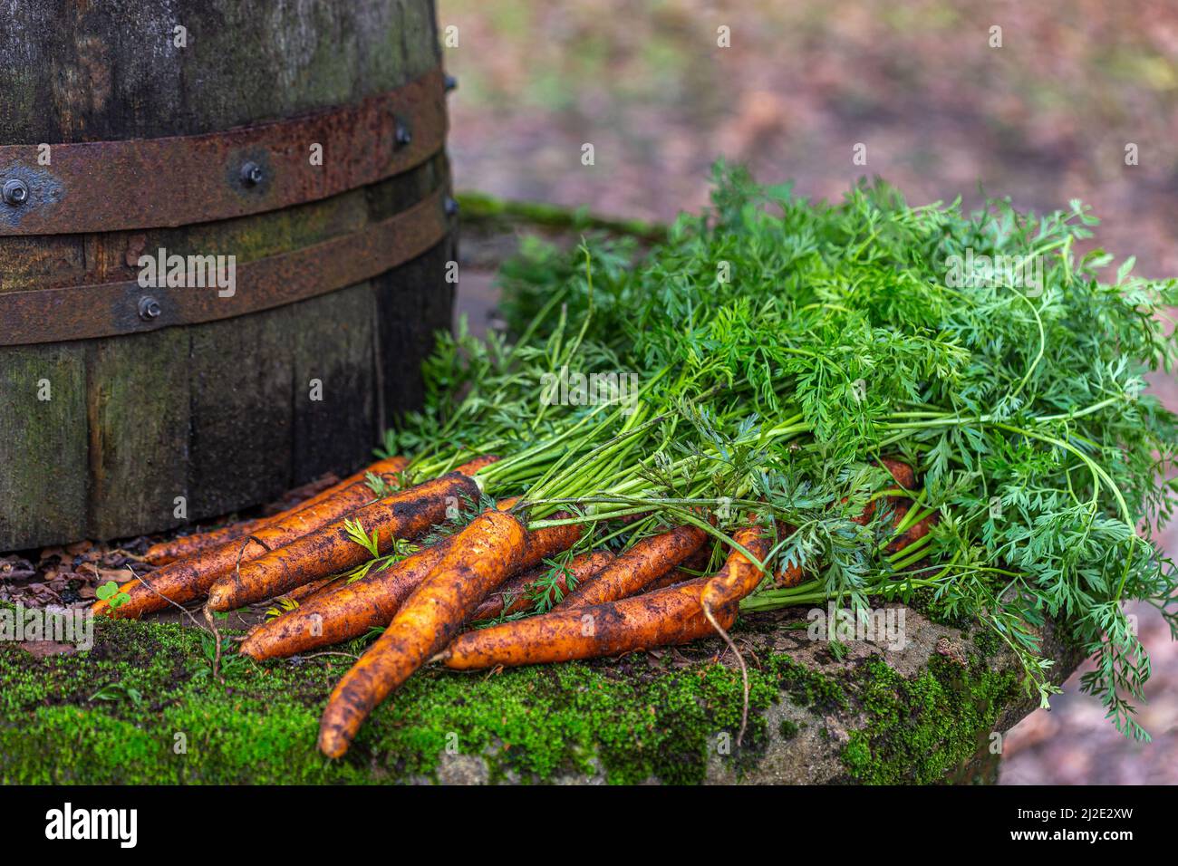Bunch of carrots Stock Photo