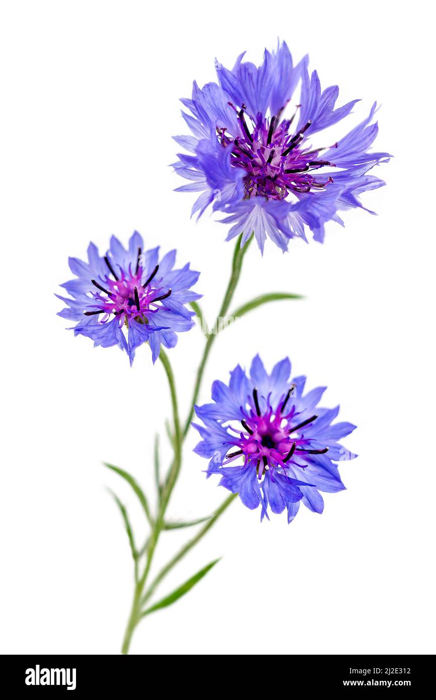Cornflower Stock Photo