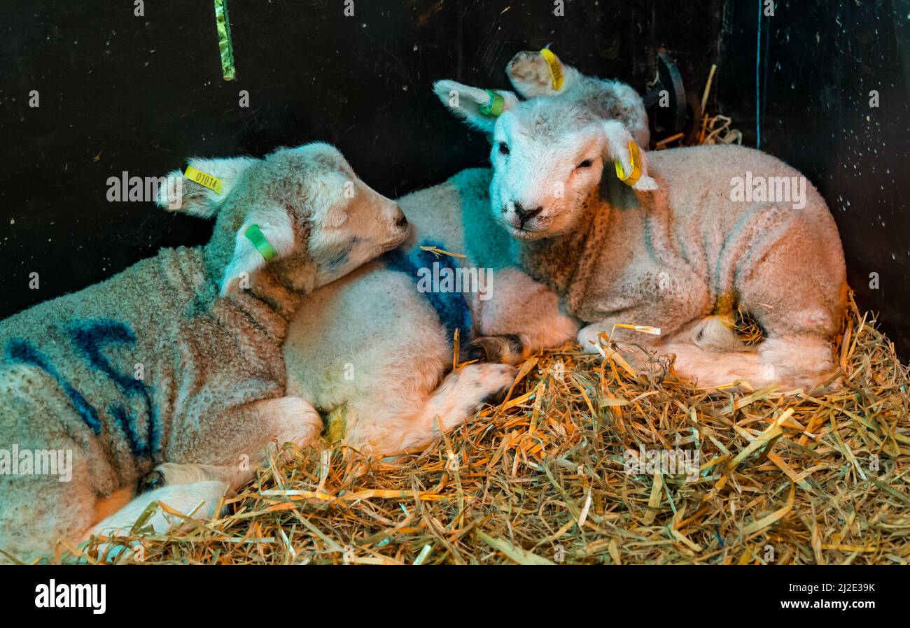 East Lothian, Scotland, United Kingdom, 1st April 2022. Spring newborn lambs: East Fortune farm’s herd of Lleyn sheep ewes are giving birth this week to several hundred lambs. They will be kept in the lambing shed until the weather warms up. Pictured: these lambs mothers did have enough milk so are being hand reared and doze under a hot lamp Stock Photo