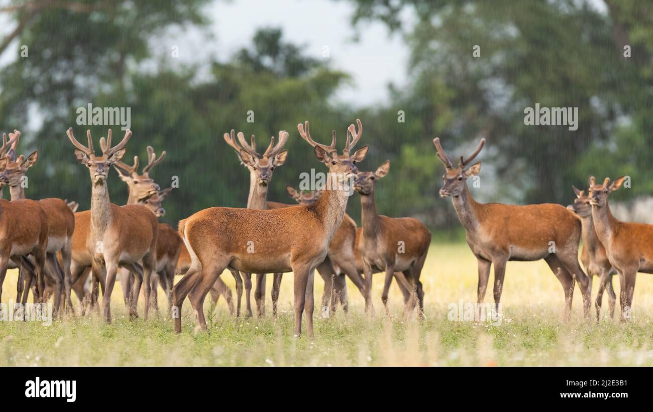 Bunch of red deer standing on grassland in summer nature Stock Photo