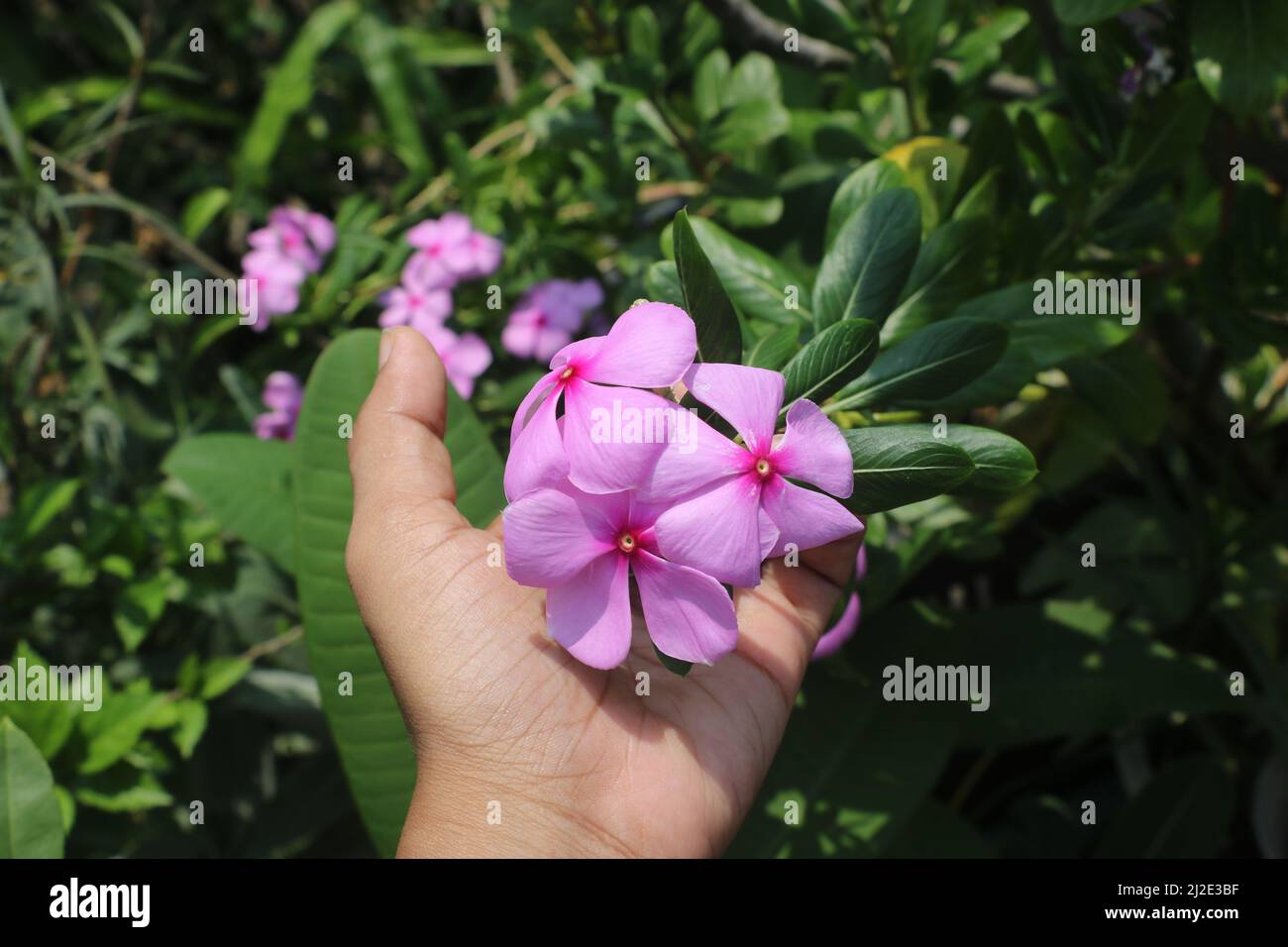 Pink Nayantara or vinca flower.In Bangladesh commonly known as nayantara.Also known Catharanthus roseus,commonly known as bright eyes,Cape periwinkle. Stock Photo