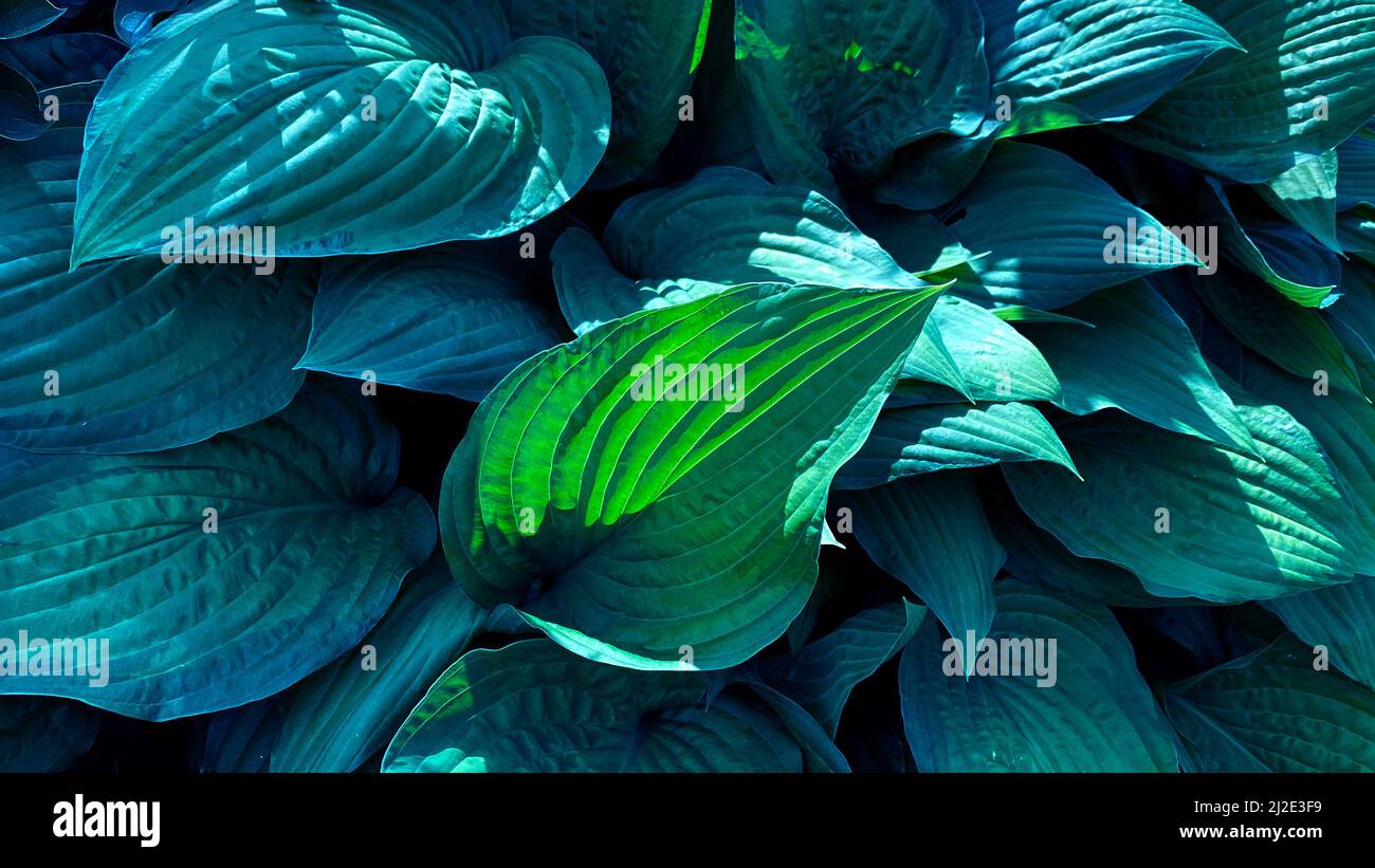 Hosta in the garden, ornamental flower bed plant with beautiful lush leaves. The natural environment. The green blue leaves of Hosta in summer Stock Photo