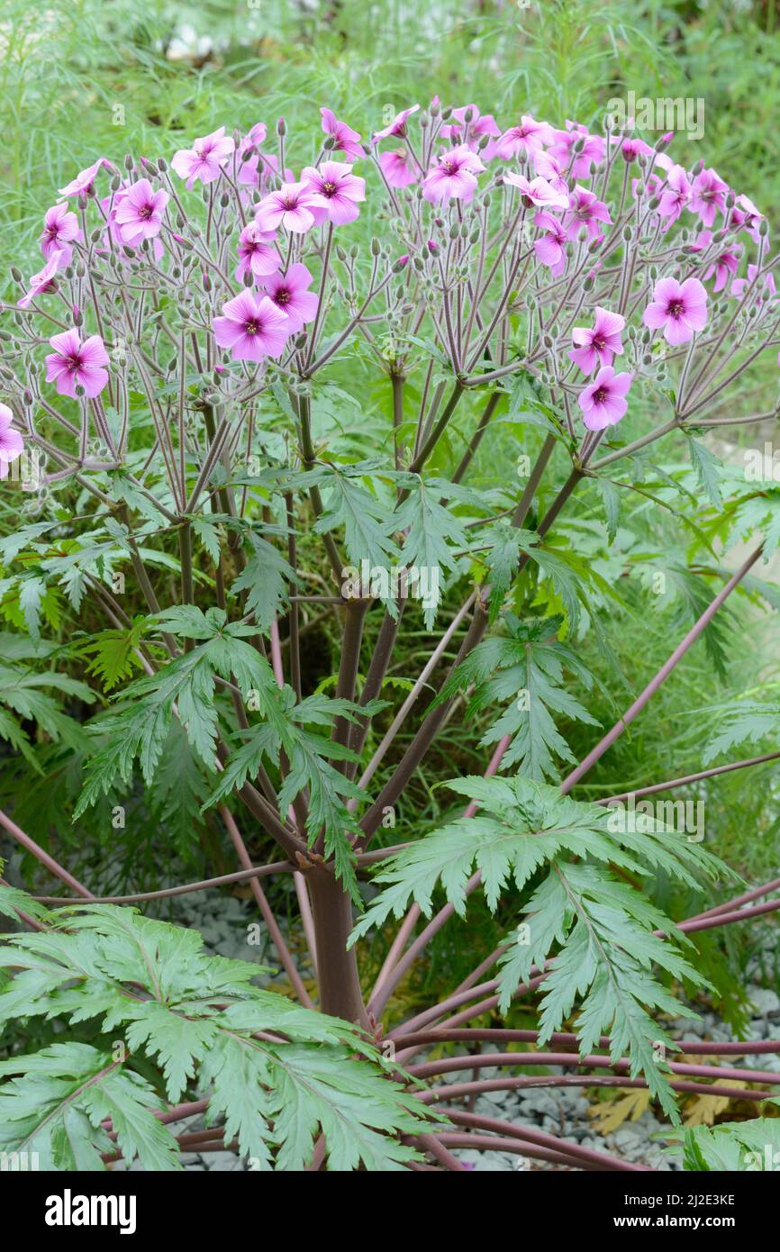 Geranium madernse Giant herb Robert plant Stock Photo Alamy