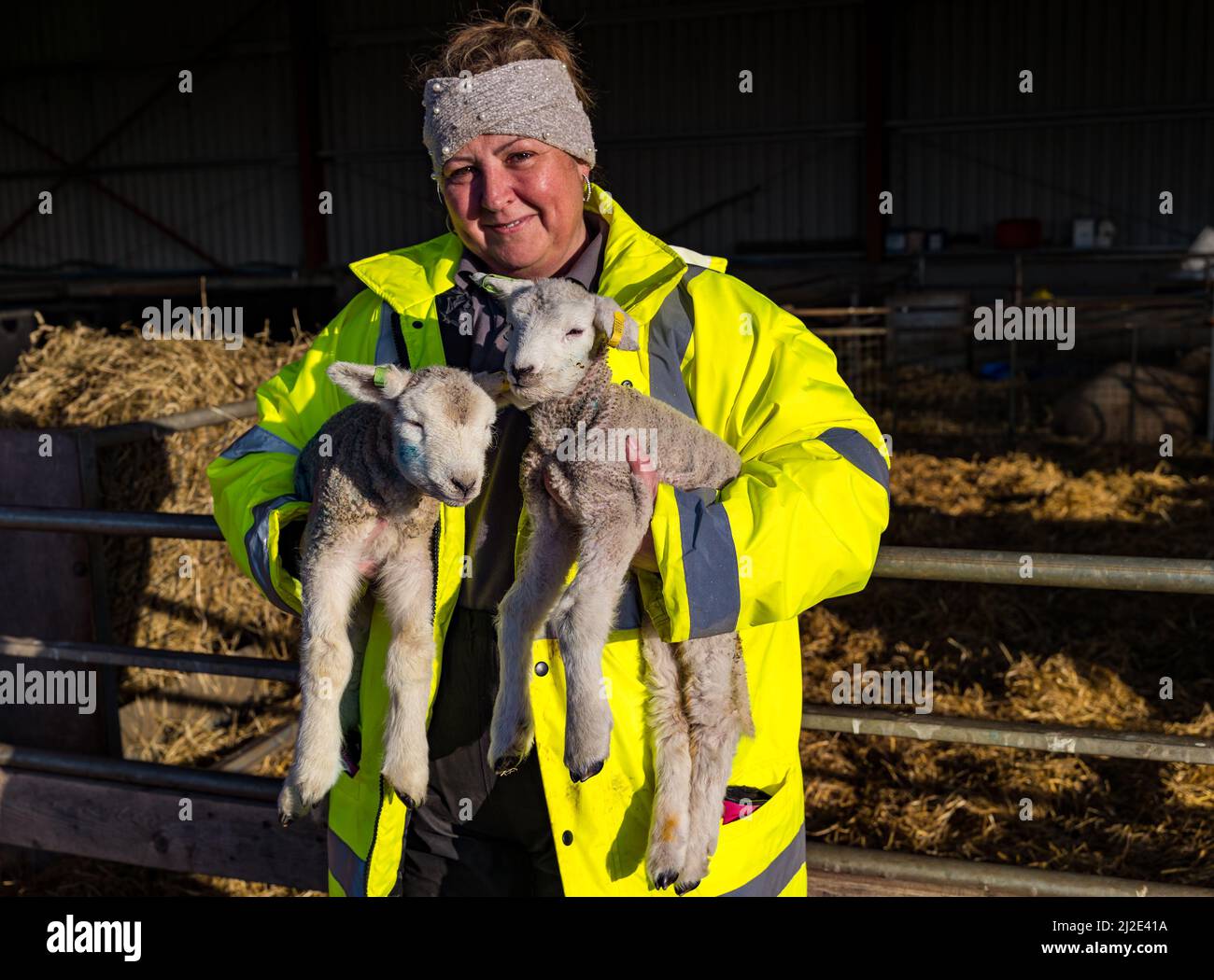 East Lothian, Scotland, United Kingdom, 1st April 2022. Spring newborn lambs: East Fortune farm’s herd of Lleyn sheep ewes are giving birth this week to several hundred lambs. They will be kept in the lambing shed until the weather warms up. Pictured: Louise Reynolds, farm assistant, holds two lambs that are being hand reared Stock Photo